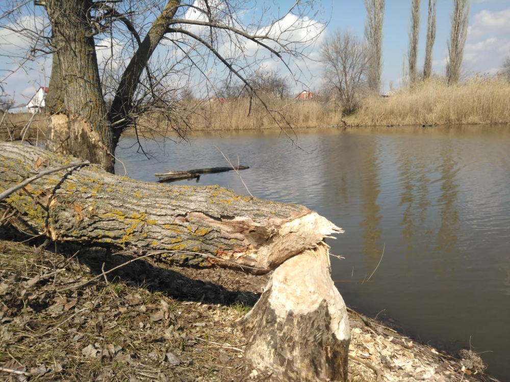 Бобр завалил-таки свое любимое дерево на реке Быстрой в Морозовске Бобр завалил-таки свое любимое дерево на реке Быстрой в Морозовске