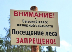 Лес для морозовчан под запретом: ограничение введено по всей области Лес для морозовчан под запретом: ограничение введено по всей области