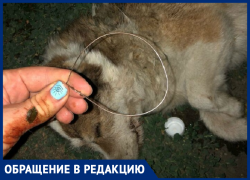 Асфиксия и избиение: дворнягу с удавкой на шее обнаружила морозовчанка в мусорном баке на улице Ленина Асфиксия и избиение: дворнягу с удавкой на шее обнаружила морозовчанка в мусорном баке на улице Ленина