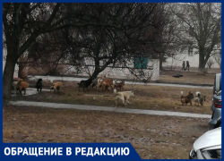 Отлавливать собак в "Тексере" городская администрация не может Отлавливать собак в "Тексере" городская администрация не может
