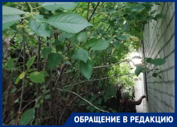 Чужие деревья навалились на крышу дома пожилой морозовчанки Чужие деревья навалились на крышу дома пожилой морозовчанки