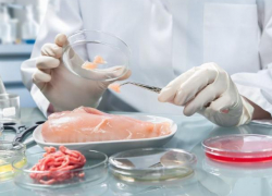 Бактерии Listeria monocytogenes обнаружены в полуфабрикатах из мяса птицы в Ростовской области Бактерии Listeria monocytogenes обнаружены в полуфабрикатах из мяса птицы в Ростовской области
