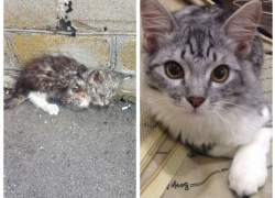 Кот, которому повезло: история, рассказанная вне конкурса Кот, которому повезло: история, рассказанная вне конкурса
