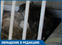 Отлов собак в Морозовске по заявлениям одних жителей вызвал сильное возмущение других Отлов собак в Морозовске по заявлениям одних жителей вызвал сильное возмущение других