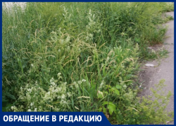 Когда будут косить траву на улице Ворошилова? - морозовчанка Когда будут косить траву на улице Ворошилова? - морозовчанка