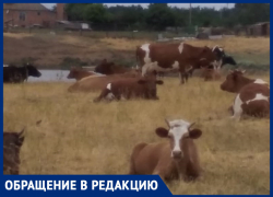 Две деревни просто убивают: жители хутора Великанов и станицы Чертковская в Морозовском районе остались без пастбищ и сенокосов Две деревни просто убивают: жители хутора Великанов и станицы Чертковская в Морозовском районе остались без пастбищ и сенокосов