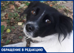 Собаку, которую кормил весь дом, в Морозовске нашли убитой на лестничной площадке Собаку, которую кормил весь дом, в Морозовске нашли убитой на лестничной площадке