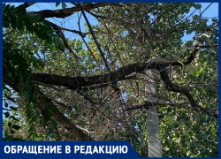 Когда сухая ветка оборвёт провода - вопрос времени! - морозовчанка Когда сухая ветка оборвёт провода - вопрос времени! - морозовчанка