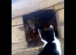 Дерущегося с цепной собакой котенка сняли на видео в Морозовске Дерущегося с цепной собакой котенка сняли на видео в Морозовске
