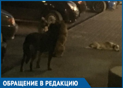 Бродячие собаки в районе Тексера кидаются на детей, - морозовчанка Бродячие собаки в районе Тексера кидаются на детей, - морозовчанка