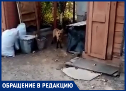 Лиса загрызла собаку и металась по двору в Морозовске Лиса загрызла собаку и металась по двору в Морозовске