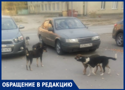 Планируют ли что-то делать с бродячими животными и когда? - морозовчанин Планируют ли что-то делать с бродячими животными и когда? - морозовчанин