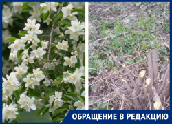 Обрезали декоративные кусты на клумбе, - морозовчанка возмутилась действиями работников городского хозяйства Обрезали декоративные кусты на клумбе, - морозовчанка возмутилась действиями работников городского хозяйства