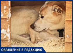 Сердобольная женщина попросила морозовчан смастерить будку для бездомных щенков Сердобольная женщина попросила морозовчан смастерить будку для бездомных щенков