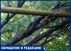 Мы боимся за свое жилье и не в силах справиться с такими порослями, - морозовчанин Мы боимся за свое жилье и не в силах справиться с такими порослями, - морозовчанин