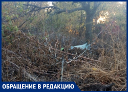 Хорьки поселились в заросшем закутке на улице Ворошилова в Морозовске Хорьки поселились в заросшем закутке на улице Ворошилова в Морозовске