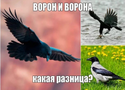 Чем отличается редковстречающийся в Морозовском районе ворон от вездесущей вороны Чем отличается редковстречающийся в Морозовском районе ворон от вездесущей вороны