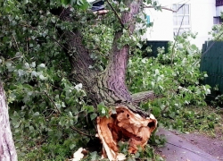 В Морозовске упавшие от разгула стихии деревья повредили во дворах заборы В Морозовске упавшие от разгула стихии деревья повредили во дворах заборы
