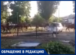 Жителя станицы Вольно-Донской возмутило, что скот водят по центральной улице и не убирают продукты жизнедеятельности коров Жителя станицы Вольно-Донской возмутило, что скот водят по центральной улице и не убирают продукты жизнедеятельности коров