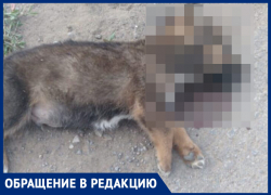 Хладнокровно были раздавлены три щенка: Возле хутора Скачки-Малюгин произошла душераздирающая драма Хладнокровно были раздавлены три щенка: Возле хутора Скачки-Малюгин произошла душераздирающая драма