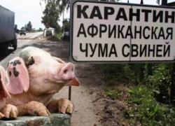 Скачки-Малюгин, Веселовка и Морозов вошли в первую угрожаемую зону по чуме свиней вместе с Морозовском Скачки-Малюгин, Веселовка и Морозов вошли в первую угрожаемую зону по чуме свиней вместе с Морозовском