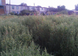 Живём в каком-то лесу, заросли по шею в районе 28-го магазина, - морозовчанка Живём в каком-то лесу, заросли по шею в районе 28-го магазина, - морозовчанка