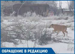 Осторожно, собака кусается, - морозовчанка предупредила жителей улицы Авдеева Осторожно, собака кусается, - морозовчанка предупредила жителей улицы Авдеева