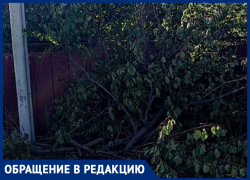 Мы считаем это порчей личного имущества! - морозовчанка о спиленных фруктовых деревьях около ее дома Мы считаем это порчей личного имущества! - морозовчанка о спиленных фруктовых деревьях около ее дома