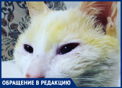 Любимый кот пришел с улицы, измазанный краской, - морозовчанка Любимый кот пришел с улицы, измазанный краской, - морозовчанка
