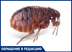В подвале дома 126 на улице Кирова завелись блохи В подвале дома 126 на улице Кирова завелись блохи