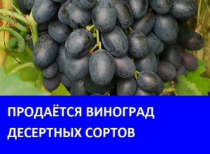 Продается виноград в Морозовске Продается виноград в Морозовске