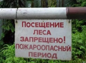 Прокурор Морозовского района назвал сроки запрета на посещение леса Прокурор Морозовского района назвал сроки запрета на посещение леса