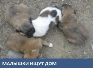 Малышки ищут новый дом Малышки ищут новый дом