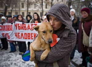В Морозовске и Ростовской области запретили убивать бродячих животных В Морозовске и Ростовской области запретили убивать бродячих животных