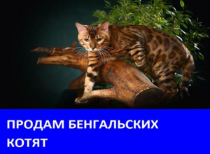 Продаются котята бенгальской породы Продаются котята бенгальской породы