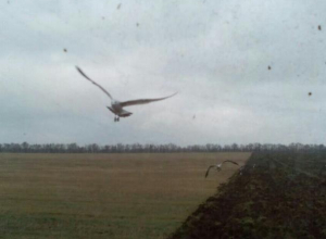 Погоню чаек за трактором сняли на видео в Морозовском районе Погоню чаек за трактором сняли на видео в Морозовском районе