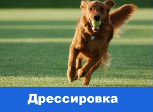Общий курс дрессировки для собак Общий курс дрессировки для собак