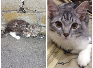 Кот, которому повезло: история, рассказанная вне конкурса Кот, которому повезло: история, рассказанная вне конкурса