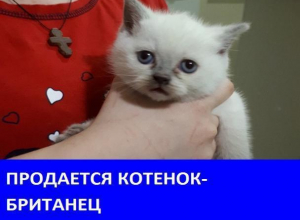 Продается кот британской породы Продается кот британской породы