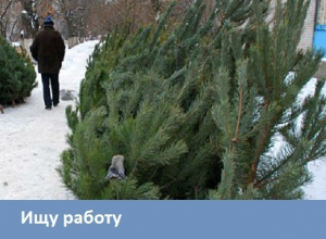 Морозовчанка согласна продавать елки Морозовчанка согласна продавать елки