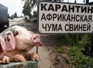 Скачки-Малюгин, Веселовка и Морозов вошли в первую угрожаемую зону по чуме свиней вместе с Морозовском Скачки-Малюгин, Веселовка и Морозов вошли в первую угрожаемую зону по чуме свиней вместе с Морозовском