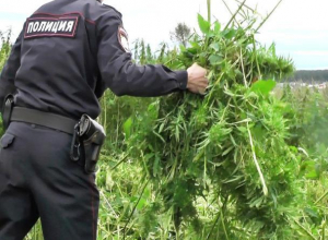Дикорастущая конопля обернется для морозовчан штрафами Дикорастущая конопля обернется для морозовчан штрафами