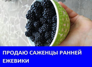 Продаются саженцы ежевики «Лох Тей» Продаются саженцы ежевики «Лох Тей»