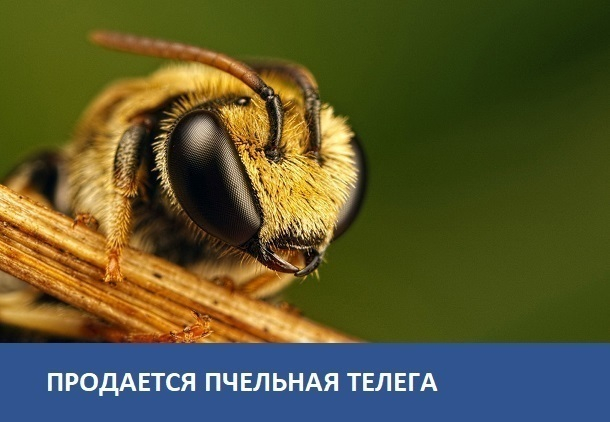 Продается телега для перевозки пчел Продается телега для перевозки пчел
