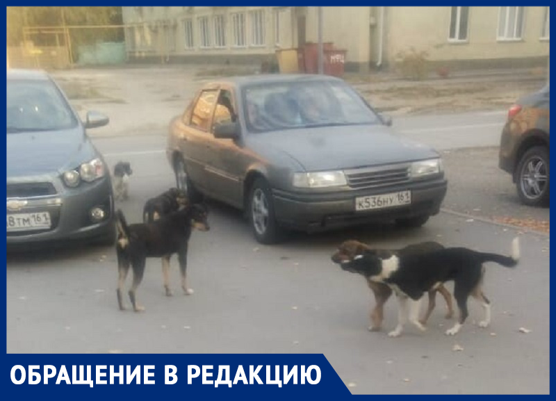 Планируют ли что-то делать с бродячими животными и когда? - морозовчанин Планируют ли что-то делать с бродячими животными и когда? - морозовчанин