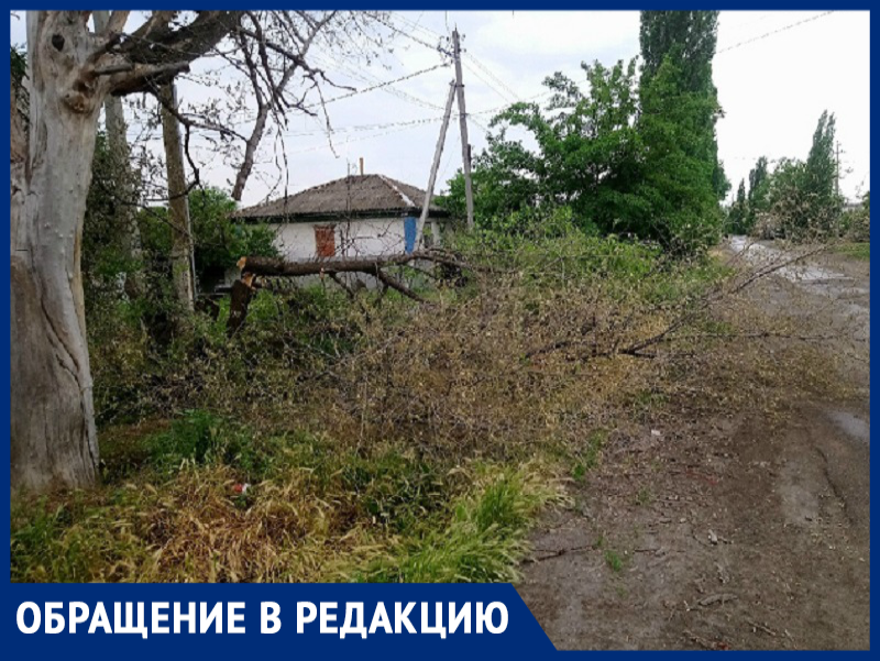 Ветки торчат аж на пол дороги, - морозовчанин о спиленном дереве Ветки торчат аж на пол дороги, - морозовчанин о спиленном дереве