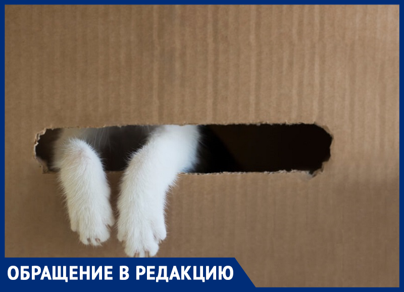 В Италии за выброс животного дают один год тюрьмы или большой штраф! - морозовчанка о жестоких и безответственных людях В Италии за выброс животного дают один год тюрьмы или большой штраф! - морозовчанка о жестоких и безответственных людях