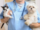 В ветеринарной лечебнице Морозовского района пройдет день льготной стерилизации кошек и собак