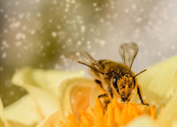 С 1 марта вступят в силу изменения ветеринарных правил по содержанию медоносных пчел