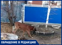 Чья собака бродит по улице Щаденко? - морозовчанин